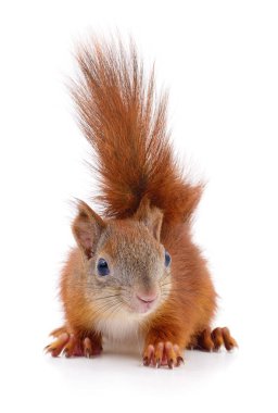 Avrasya Kızıl sincap.