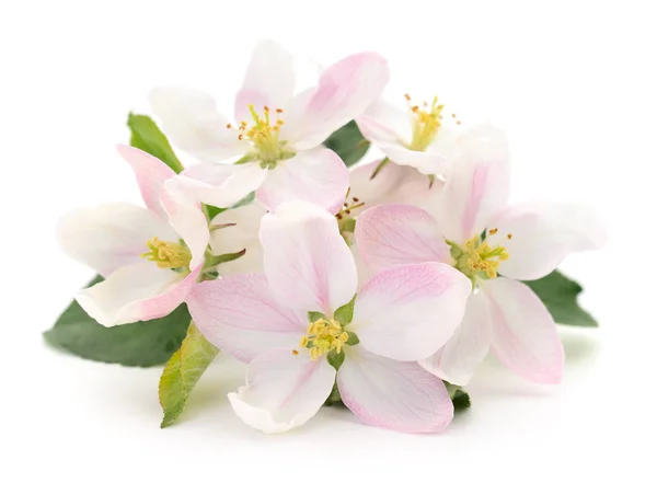 Apple blommor isolerade. — Stockfoto