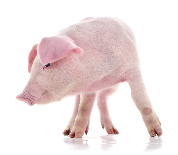 Schwein auf weiß — Stockfoto