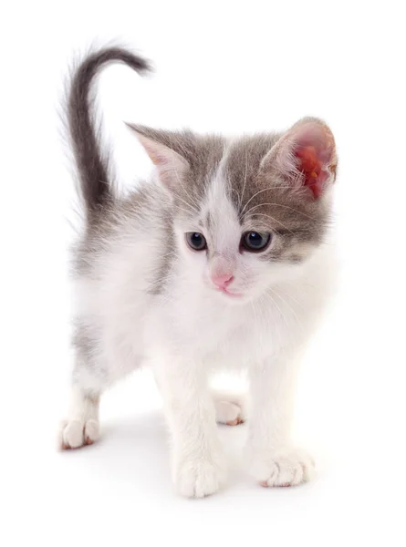 Kitten op witte achtergrond. — Stockfoto