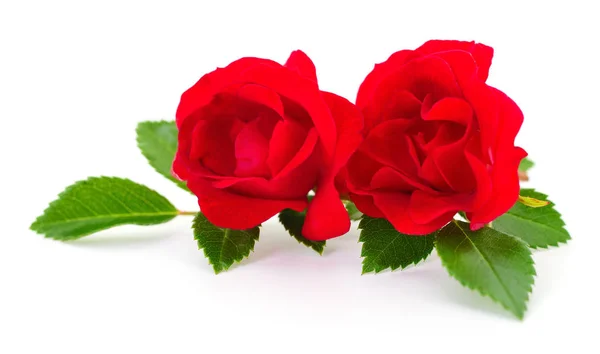 Hermosas rosas rojas . —  Fotos de Stock