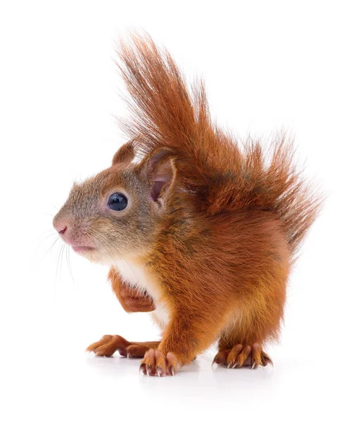 Eurázsiai vörös mókus. — Stock Fotó
