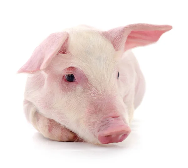 Schwein auf weiß — Stockfoto