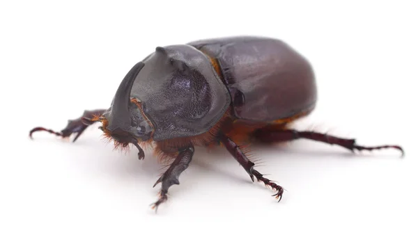 Bug (Oryctes Nycornis) ). — стоковое фото