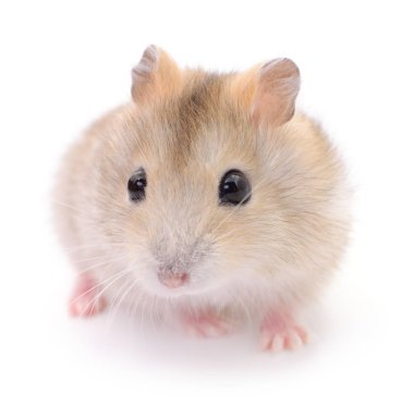 Küçük yerli hamster.