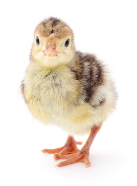 İzole tavuk Türkiye