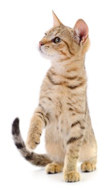 Beyaz zemin üzerinde kedi yavrusu.