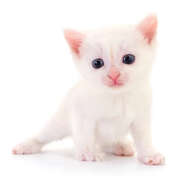 Kitten on white background. — Stock Photo, Image