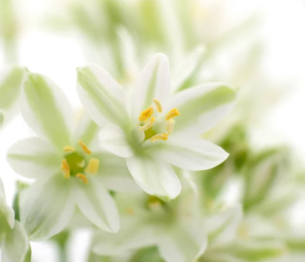 白い花の背景 — ストック写真
