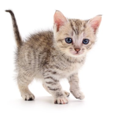 Beyaz zemin üzerinde kedi yavrusu.