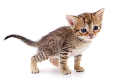 Beyaz zemin üzerinde kedi yavrusu.