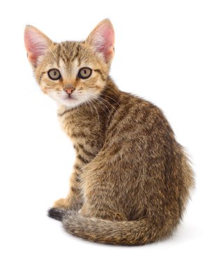 Beyaz zemin üzerinde kedi yavrusu.