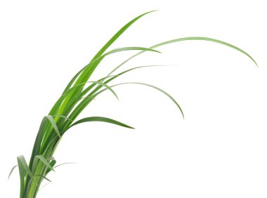 yeşil çimen yaprakları