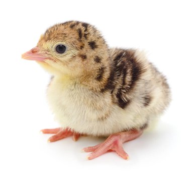 İzole tavuk Türkiye