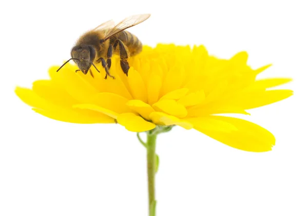 Bal arısı ve sarı çiçek — Stok fotoğraf