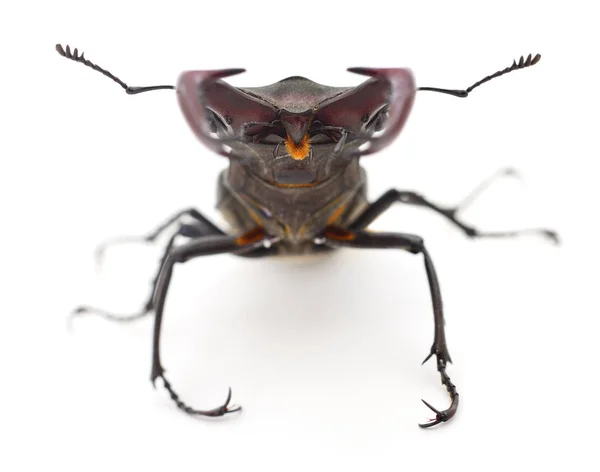 Rhinoceros beetle geïsoleerd op wit — Stockfoto