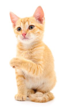 Beyaz zemin üzerinde kedi yavrusu.