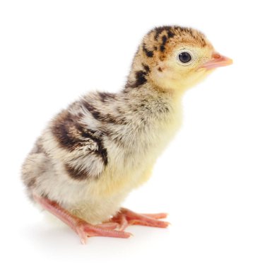 İzole tavuk Türkiye