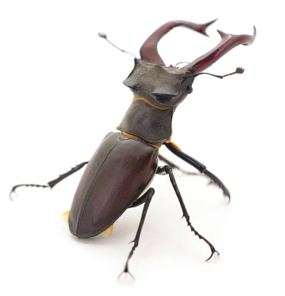 Rhinoceros beetle isolerad på vit — Stockfoto