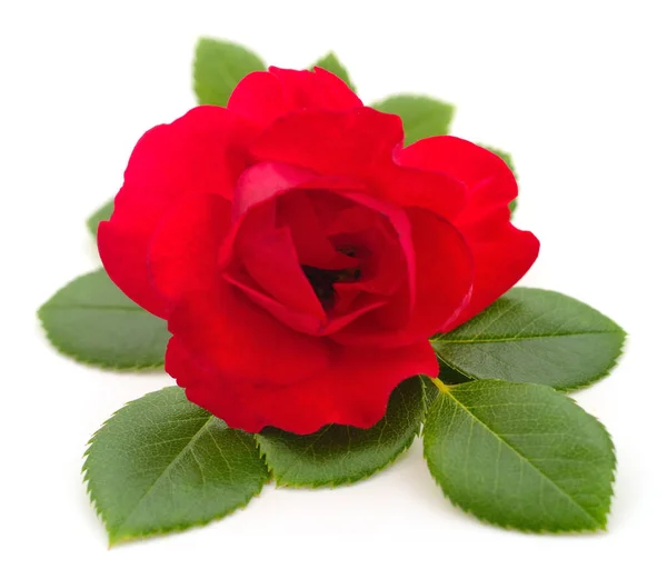 美丽的红玫瑰. — 图库照片