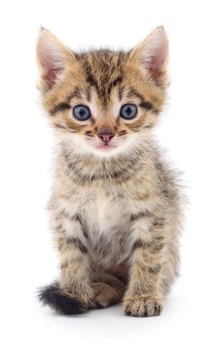 Beyaz zemin üzerinde kedi yavrusu.