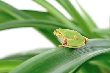 Yaprağın üzerinde oturan kurbağa.