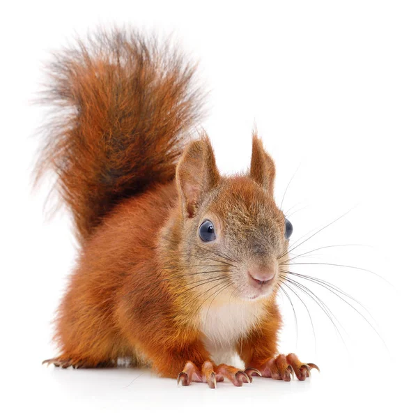 Eurasian red squirrel. — Stock Photo, Image