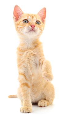 Beyaz zemin üzerinde kedi yavrusu.