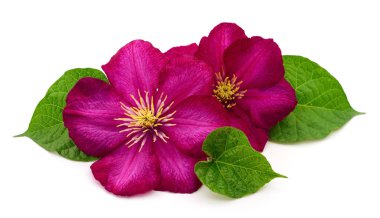 İki kırmızı clematis.