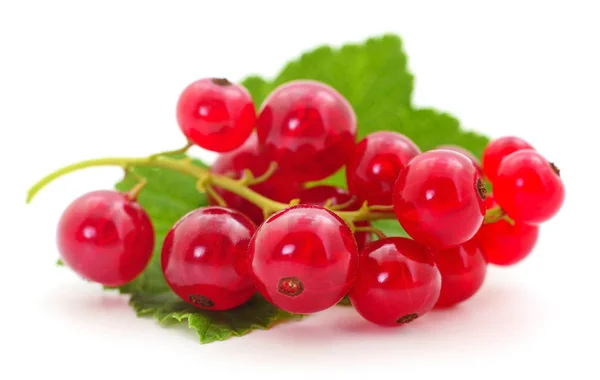 Red currants with green leaves. — Stock Photo, Image