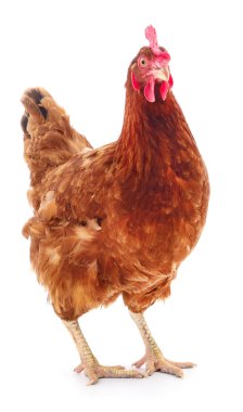 izole kahverengi tavuk.