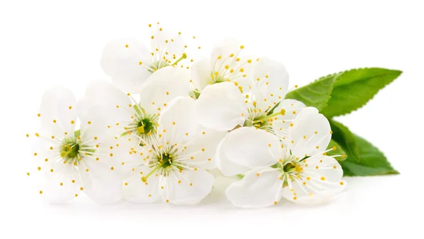 Cherry bloemen geïsoleerd. — Stockfoto