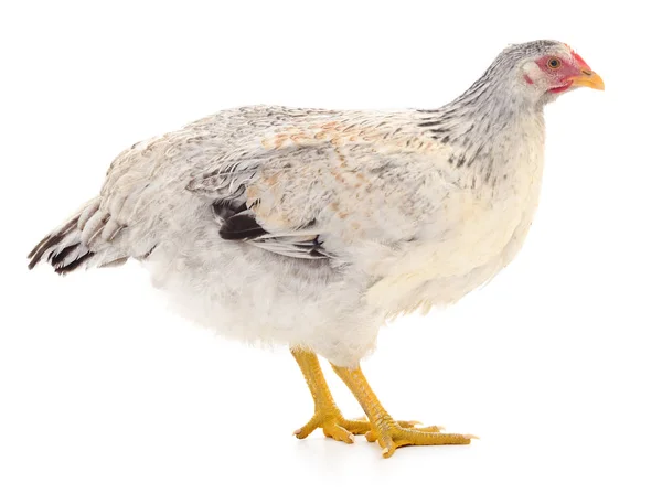 Gallina gris aislada . — Foto de Stock