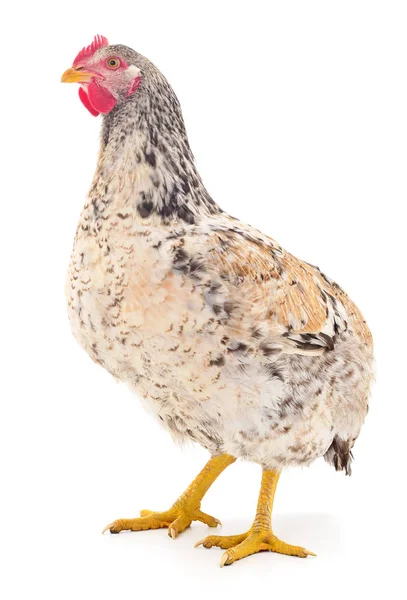 Gallina bruna isolata . — Foto Stock