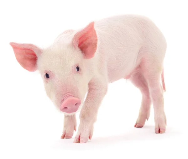 Cerdo sobre blanco — Foto de Stock