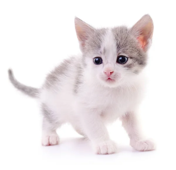 Kitten on white background. — Stock Photo, Image