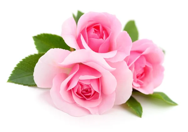 Hermosas rosas rosadas . — Foto de Stock