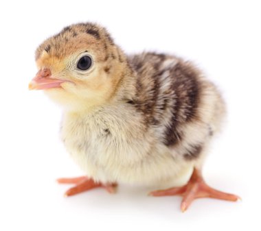 İzole tavuk Türkiye.