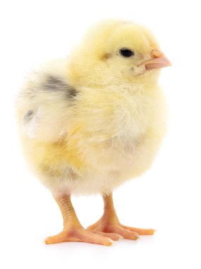 küçük sarı tavuk 