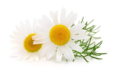 Beyaz arka planda Chamomiles