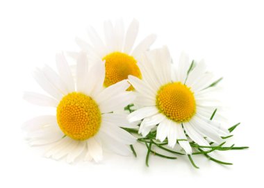 Beyaz arka planda Chamomiles
