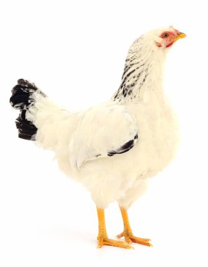 Beyaz tavuk izole.