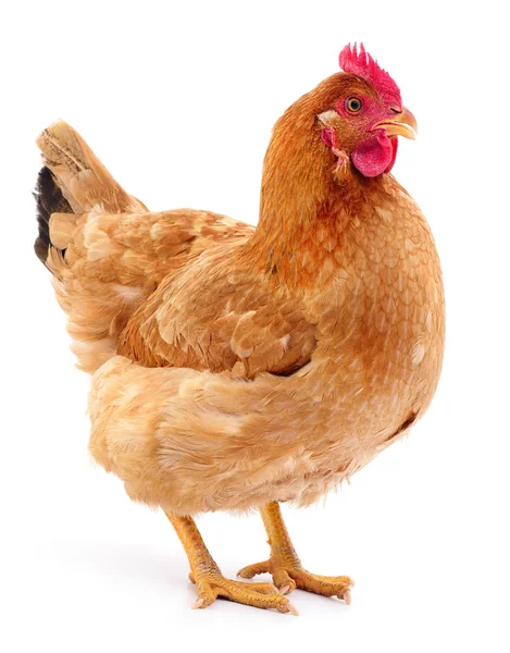 Коричневая курица . — стоковое фото