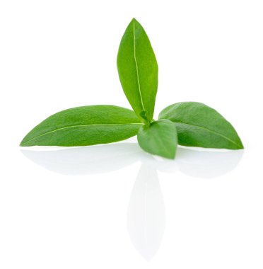 yeşil yapraklar izole.