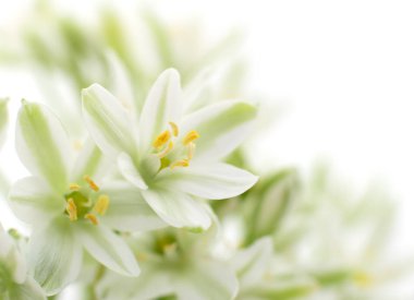 beyaz çiçekler arka plan.