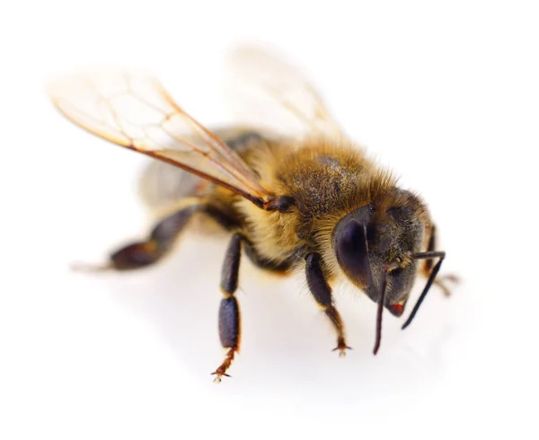 Biene auf Weiß. — Stockfoto