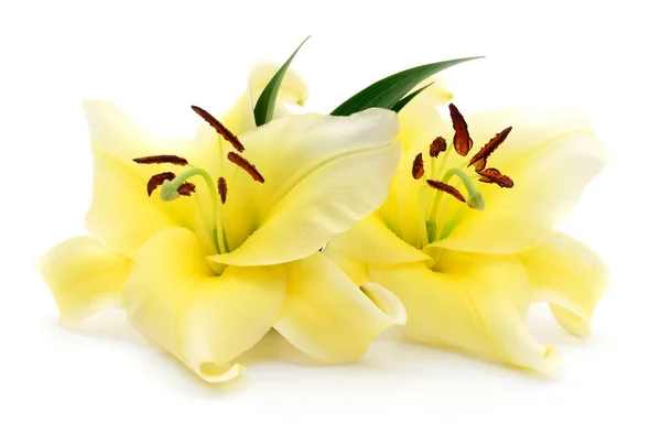 Dvě žlutá lilie. — Stock fotografie