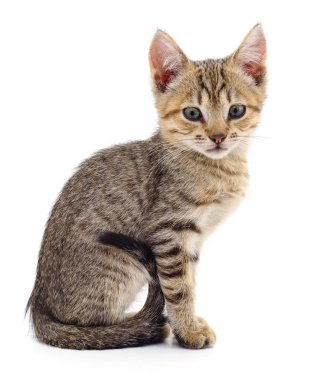 Beyaz zemin üzerinde kedi yavrusu.