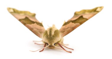 Kireç Şahin-güve (Mimas tiliae).