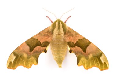 Kireç Şahin-güve (Mimas tiliae).